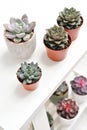 Green plants in cement concrete and white pots, colored succulents, stand on white table and shelf. The concept of