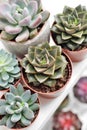 Green plants in cement concrete and white pots, colored succulents, stand on white table and shelf. The concept of