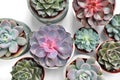 Green plants in cement concrete and white pots, colored succulents, stand on white table and shelf. The concept of