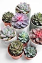 Green plants in cement concrete and white pots, colored succulents, stand on white table and shelf. The concept of