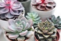 Green plants in cement concrete and white pots, colored succulents, stand on white table and shelf. The concept of