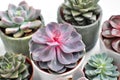 Green plants in cement concrete and white pots, colored succulents, stand on white table and shelf. The concept of