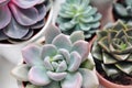 Green plants in cement concrete and white pots, colored succulents, stand on white table and shelf. The concept of