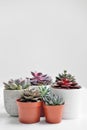 Green plants in cement concrete and white pots, colored succulents, stand on white table and shelf. The concept of