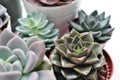 Green plants in cement concrete and white pots, colored succulents, stand on white table and shelf. The concept of