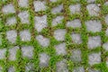 Green plants between cobblestone pavements