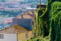 Green plants cover the wall in Porto city, Portugal