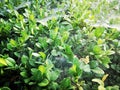 Green plants covered in spider web