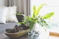 Green plants decorating a room