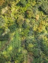 Green Plants details Moss Fern Nature Green texture Background