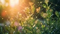 Green plants with digital network in golden hour sunlight Royalty Free Stock Photo