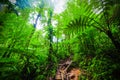 Green plants and dirt path in Basse Terre jungle in Guadeloupe