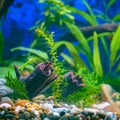 Green plants and driftwood in decorative aquarium