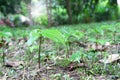 Green plants emerging from woods