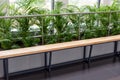 Green plants and an empty vacant corporate office waiting room wooden bench, corridor seating closeup, nobody. Contemporary space Royalty Free Stock Photo