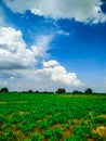 Green plants field and blue sky in summer Royalty Free Stock Photo