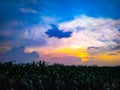 Green plants field under blue sky Royalty Free Stock Photo