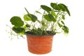 Green plants in the flower pot Royalty Free Stock Photo