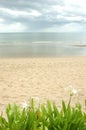 Green Plants and Flowers at Hua Hin Beach, Thailand.