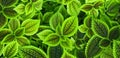 Green trippy plants natural background