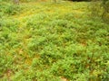 Green plants in the forest edge, texture blueberry background