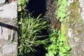 Green Plants and Grass above Levada Water in Madeira