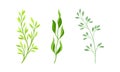 Green plants, grasses and herbs set vector illustration Royalty Free Stock Photo