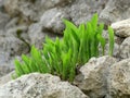 Green plants among grey stones