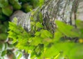 Green plants grow along a coconut tree trunk.