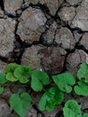Green plants grow in cracked soil. Royalty Free Stock Photo