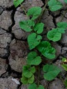 Green plants grow in cracked soil. Royalty Free Stock Photo