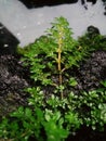 Green plants grow by themselves Royalty Free Stock Photo
