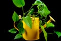 Green plants grow from a yellow watering can