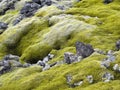 Green plants growing on black volcanic sand Royalty Free Stock Photo