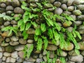 Green plants growing in the crevices of stone walls. Fresh Maidenhair fern and stone walls in garden Royalty Free Stock Photo