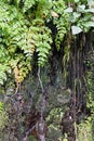 Green Plants Growing on a Dark Wall Near a Levada in Madeira