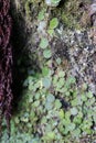 Green Plants Growing on a Dark Wall Near a Levada in Madeira