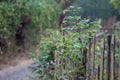 Green plants growing on wooden bamboo fence Royalty Free Stock Photo