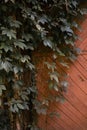 Green plants hanging to the side of a wooden door Royalty Free Stock Photo