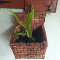 Green plants that have grown, surrounded by charcoal and a unique place