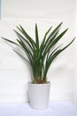 Green plants for home and office in white ceramic vase Royalty Free Stock Photo