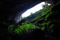 Green plants inside the cave