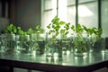 green plants in the laboratory in glass bottles, research and cultivation of genetically modified plants, made with Royalty Free Stock Photo