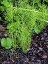 green plants on the lake shore look like small Christmas trees Royalty Free Stock Photo