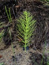 green plants on the lake shore look like small Christmas trees Royalty Free Stock Photo