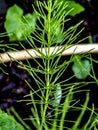 green plants on the lake shore look like small Christmas trees Royalty Free Stock Photo