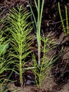 Green plants on the lake shore look like small Christmas trees Royalty Free Stock Photo