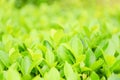 Green plants landscape ecology fresh wallpaper concept - Closeup nature view of green leaf on blurred greenery background in Royalty Free Stock Photo