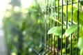 Green plants and leafs behind bars Royalty Free Stock Photo