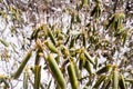 Green plants leaves growing through snow in winter. Christmas tree branches in snowy environment one winter sunny day background. Royalty Free Stock Photo